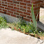 tash's Front Yard garden