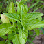 Basil-Spicy Globe