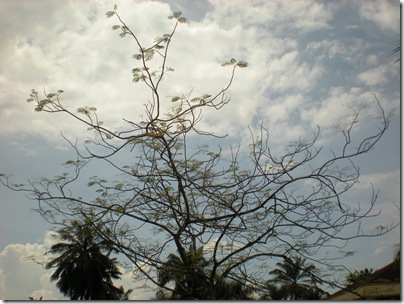 DSCN6481