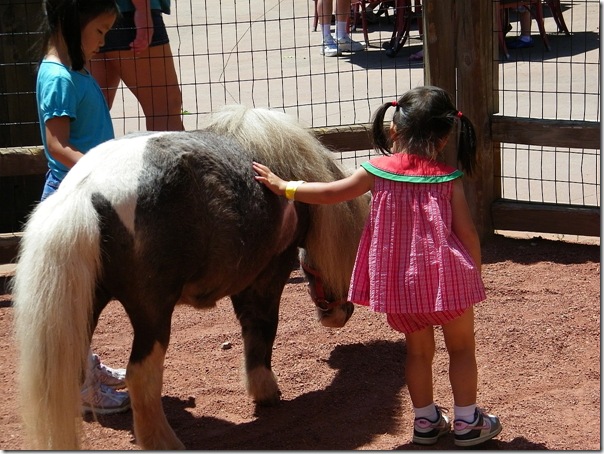 petting pony