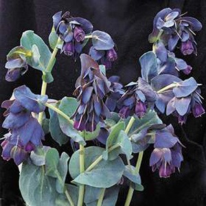 [honeywort_kiwi_blue_[1][3].jpg]