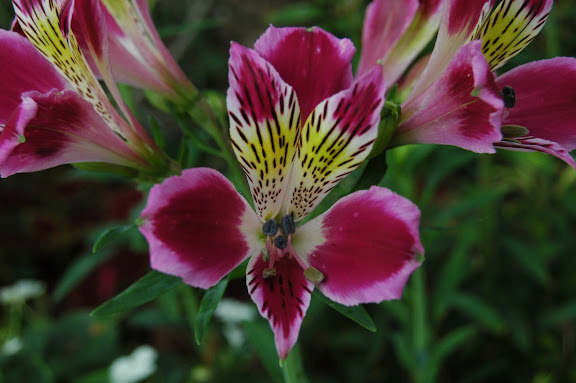DSC_0713.JPG
