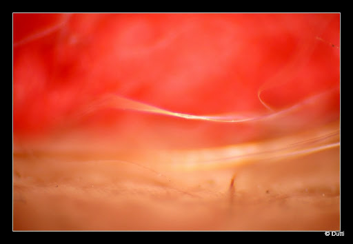Challenge d'Avril 2010 : Abstrait : fin le 27 Avril Abstraction%20dutti