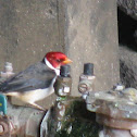 Yellow-billed Cardinal