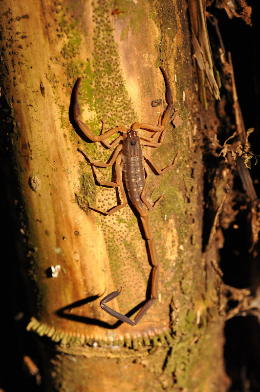 scorpion