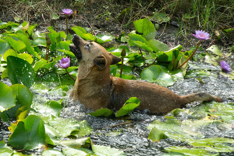 lily pond frolic