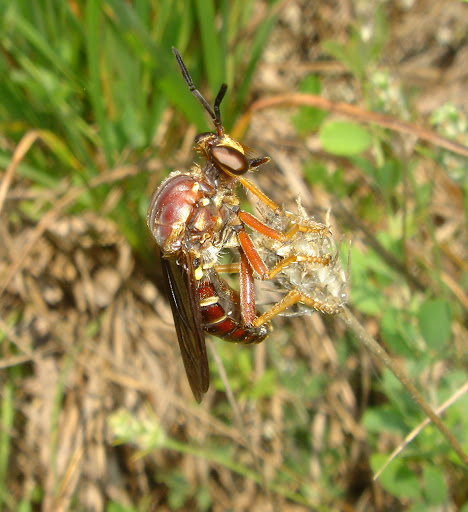 Many robber flies mimic wasps,