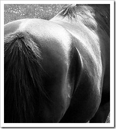 2010.09.01_HorsesAss