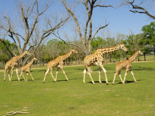 [giraffe herd[2].jpg]
