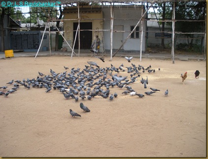 DSCN1933 DSCN1933