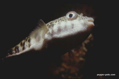 Toadfish Common (and rather poisonous) Toadfish