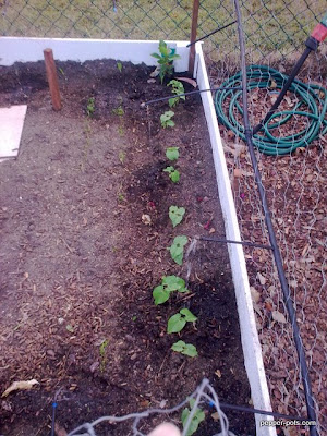 watering watering