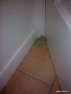 The frog is more scared of us, than we are of him! The frog is more scared of us, than we are of him!
