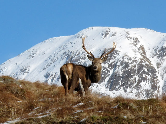 Stag with Gleouriach behind
