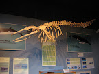 Orca. orca pictures