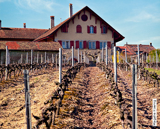 Domaine du Martheray - Féchy