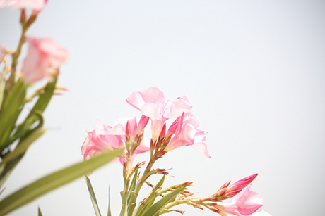 Pink Flowers - Alya's Flickr