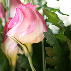 fleurs