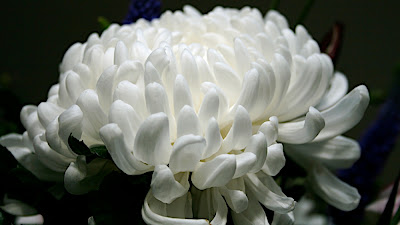 fleurs