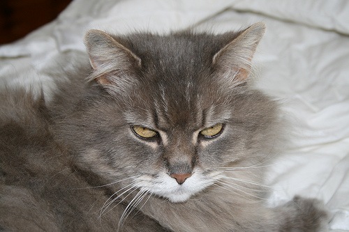 [cranky cat[7].jpg]