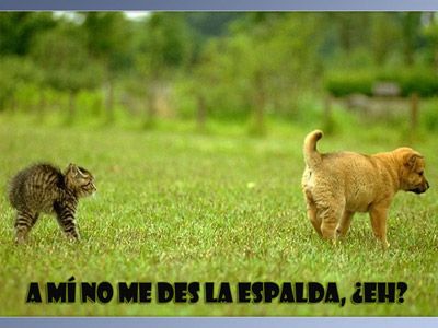 Las mejores postales de chistes
