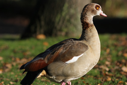 IMAGE: http://lh3.ggpht.com/_kjJaNzHgeY0/SvbSxGqwCCI/AAAAAAAAInQ/WmfubxrJDxc/Duck%201024.jpg