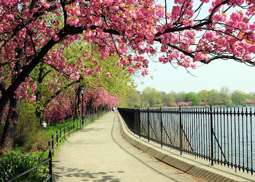central park spring. central park spring wallpaper. central park spring.