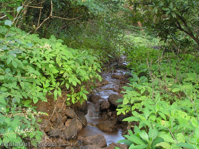 Amboli