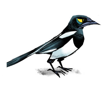[Magpie_4[5].png]