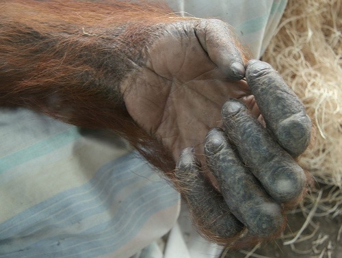[Orangutan hand[5].jpg]