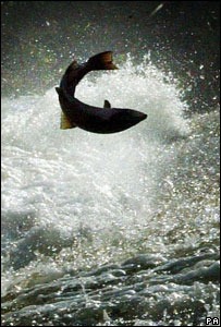 [Salmon leaping[3].jpg]