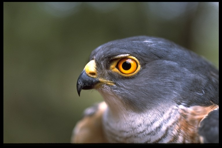 [Little Sparrow Hawk[3].jpg]