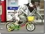 perro ciclista 2