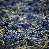 Harvest 2008