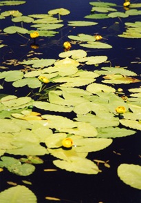 waterlilies