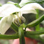 Bell Pepper