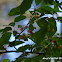 Wild Cherry