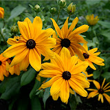  &ndash; Flores en Quebec