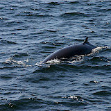 &ndash; Taudossac - Ballenas