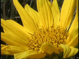 Mules Ear Flowers