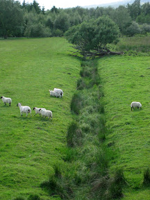 so green, so many sheep