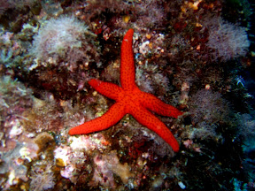 2007_0916snorkeling0065.JPG