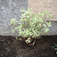 Dogwood