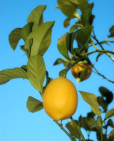 [Lemon tree[4].jpg]