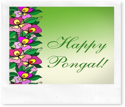 happy pongal to all indiangoogler readers