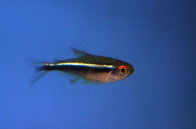 SortNeonTetra01