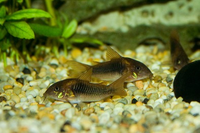 221109CoryAenus