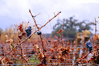 Rainy day post-harvest at Dominus. Rainy day post-harvest at Dominus.