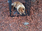 Vermont, the funny old dog at Brown Estates. Dr. Brown named him after the street he found him on in Los Angeles. He is no longer around, but had a great life. Vermont, the funny old dog at Brown Estates. Dr. Brown named him after the street he found him on in Los Angeles. He is no longer around, but had a great life.