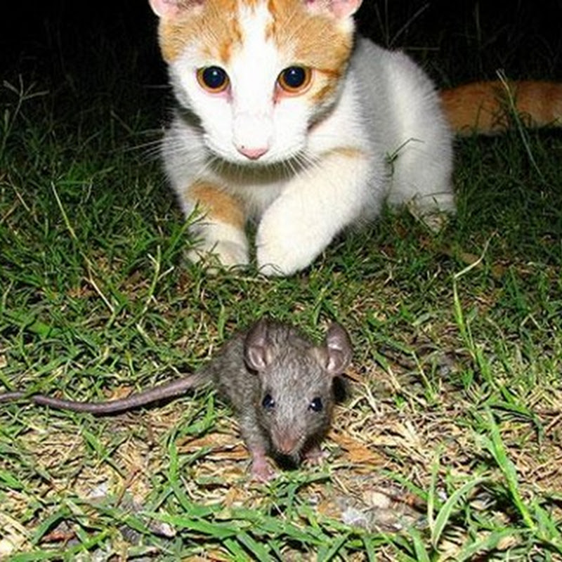 Fotos de gatos que juegan con ratones y pájaros